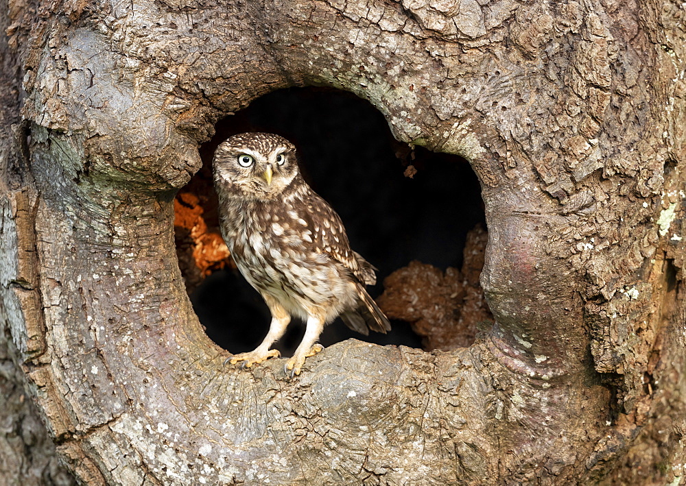 Little owl (Athena noctua) perched inside an hollow oak tree, England