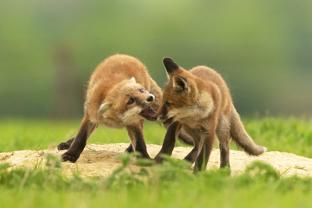 Red fox (Vulpes vulpes) cubs fighting, England