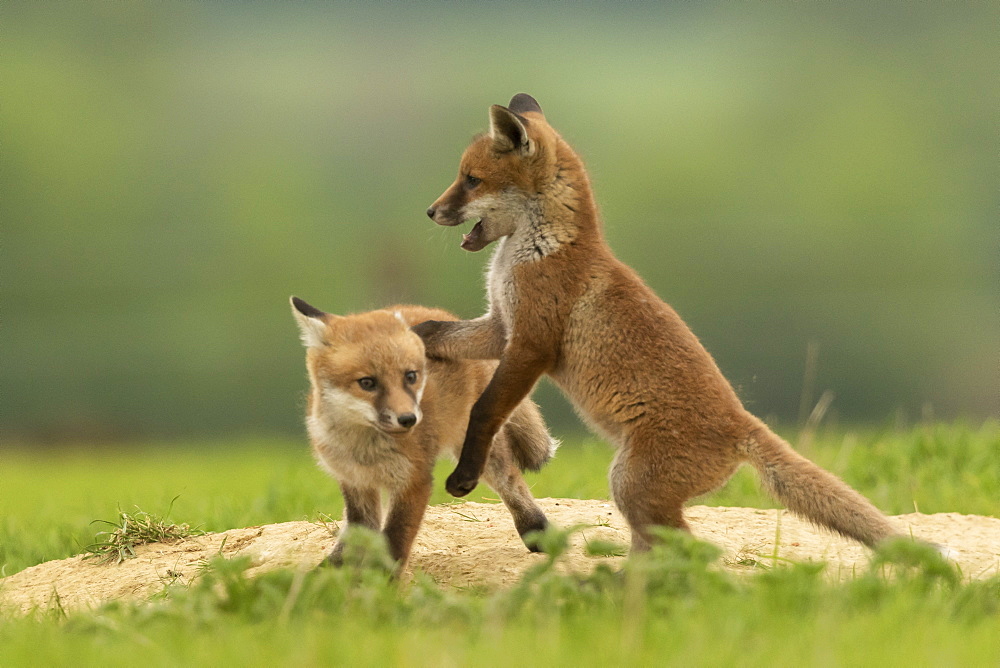 Red fox (Vulpes vulpes) cubs fighting, England