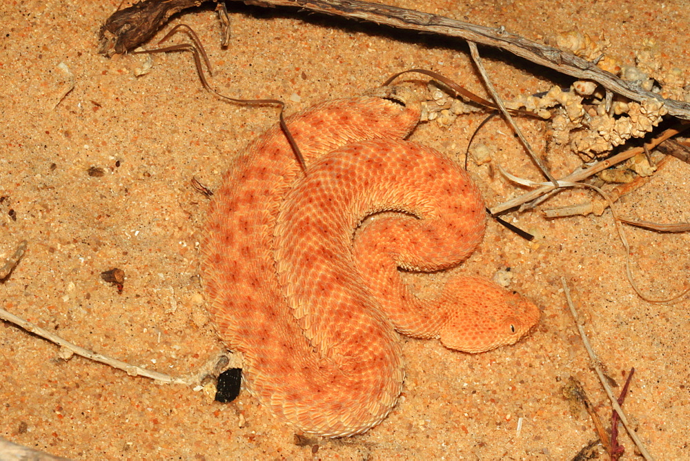 Lesser cerastes Vipera (Cerastes vipera) on sand, Mauritania