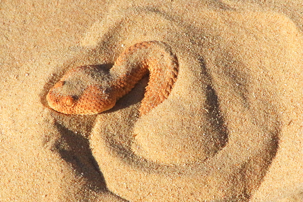 Lesser cerastes Vipera (Cerastes vipera) in sand, Mauritania