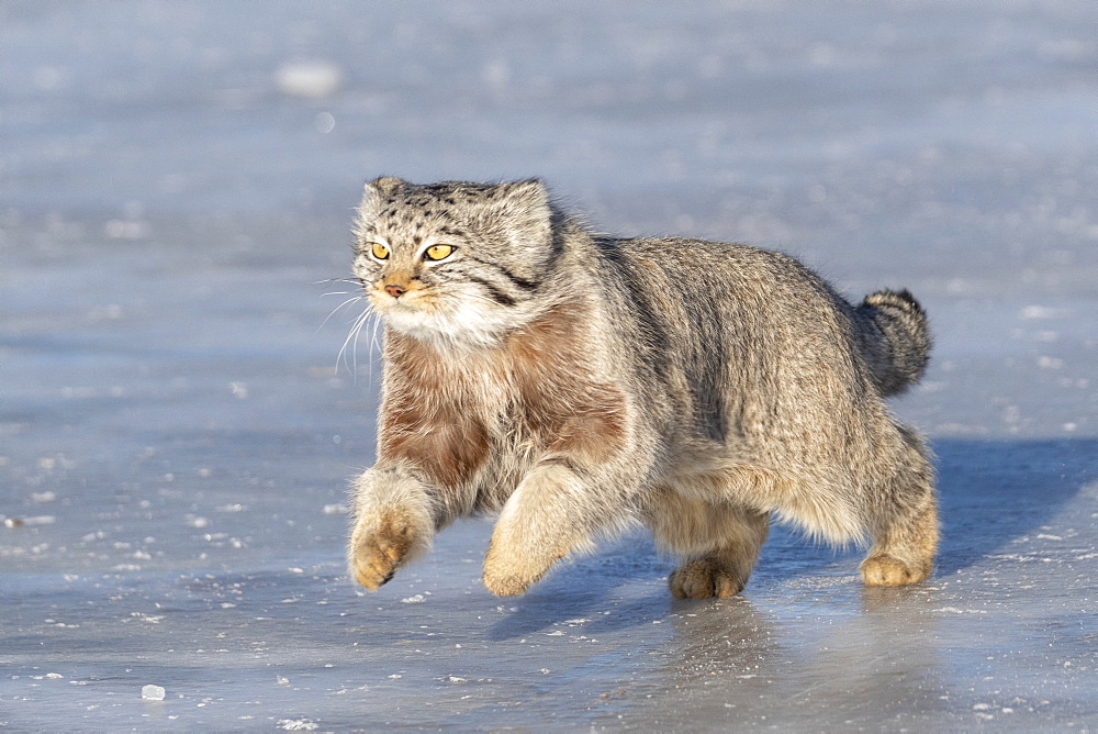 Pallas's cat (Otocolobus manul), moving, running, Steppe area, East Mongolia, Mongolia