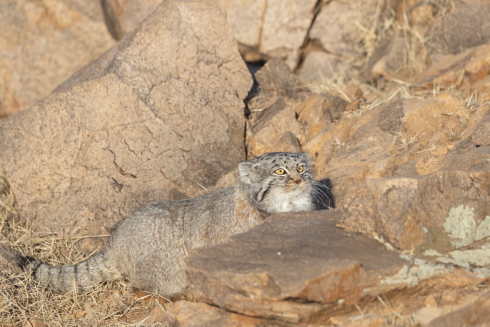 Pallas's cat (Otocolobus manul), resting, lying down, Steppe area, East Mongolia, Mongolia