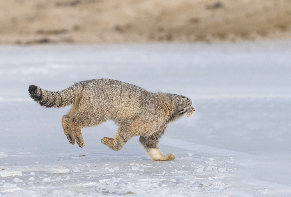 Pallas's cat (Otocolobus manul), moving, running, Steppe area, East Mongolia, Mongolia