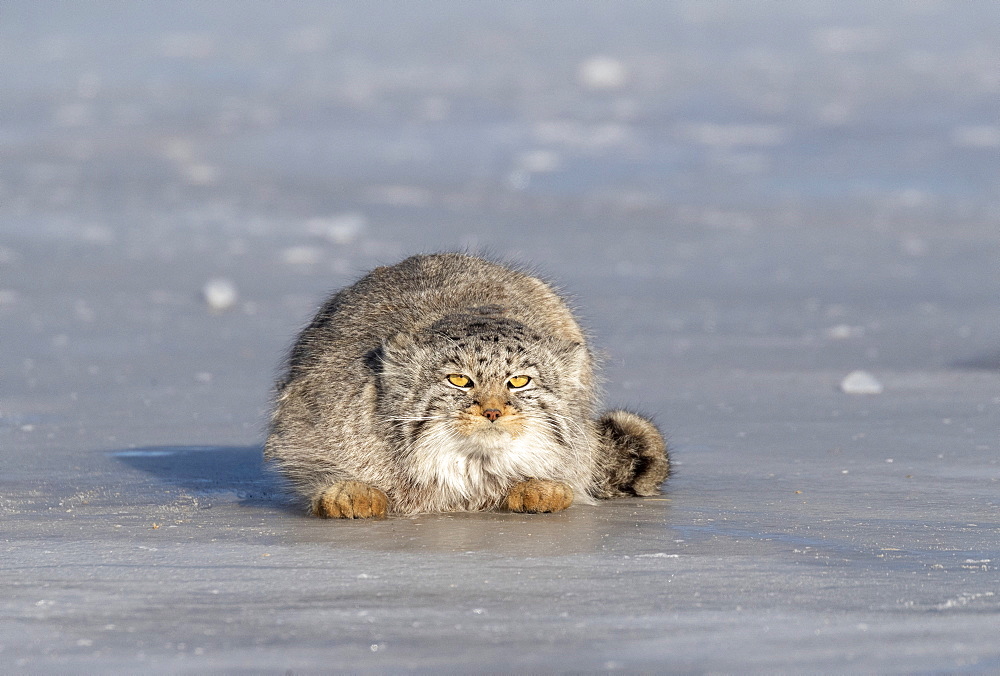 Pallas's cat (Otocolobus manul), resting, lying down, Steppe area, East Mongolia, Mongolia