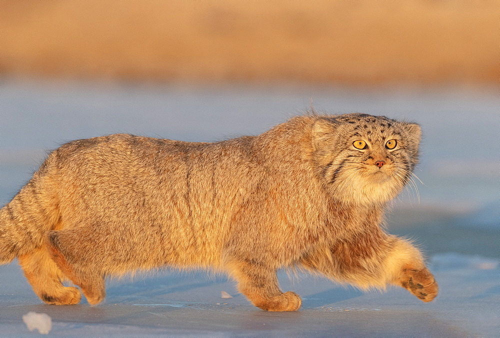 Pallas's cat (Otocolobus manul), moving, walking, Steppe area, East Mongolia, Mongolia