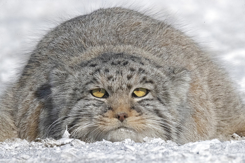 Pallas's cat (Otocolobus manul), resting, lying down, Steppe area, East Mongolia, Mongolia