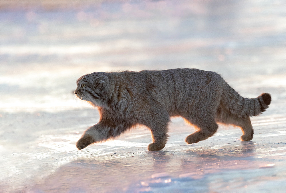 Pallas's cat (Otocolobus manul), moving, walking, Steppe area, East Mongolia, Mongolia