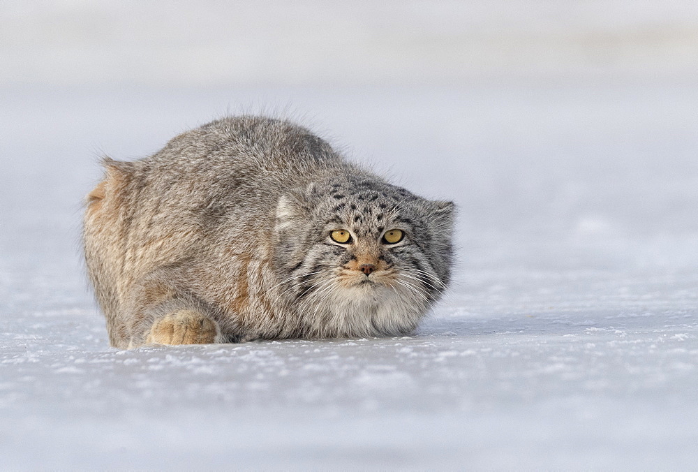 Pallas's cat (Otocolobus manul), resting, lying down, Steppe area, East Mongolia, Mongolia