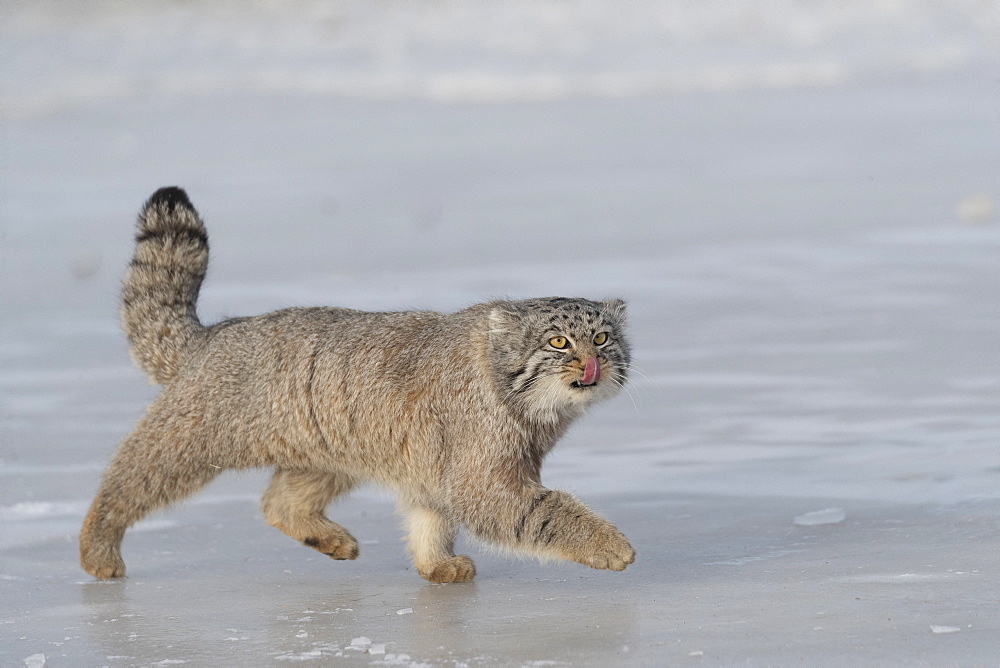 Pallas's cat (Otocolobus manul), moving, running, Steppe area, East Mongolia, Mongolia