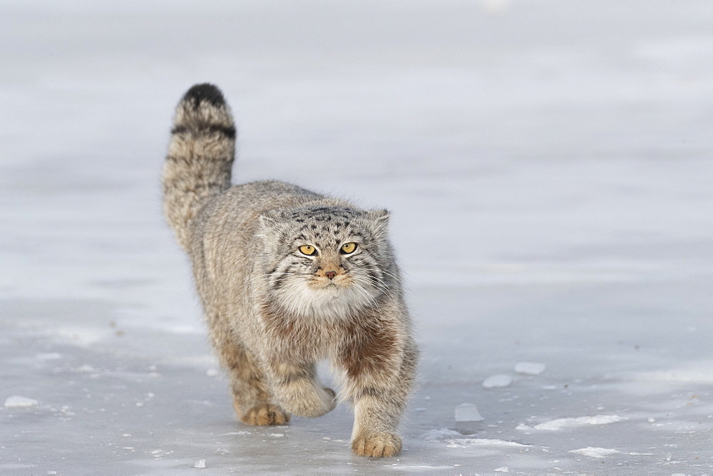 Pallas's cat (Otocolobus manul), moving, running, Steppe area, East Mongolia, Mongolia