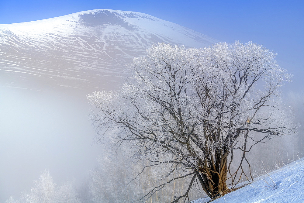 Willow (Salix sp) covered with frost, Ferrand Valley, Ecrins NP, Oisans, Northern Alps, France