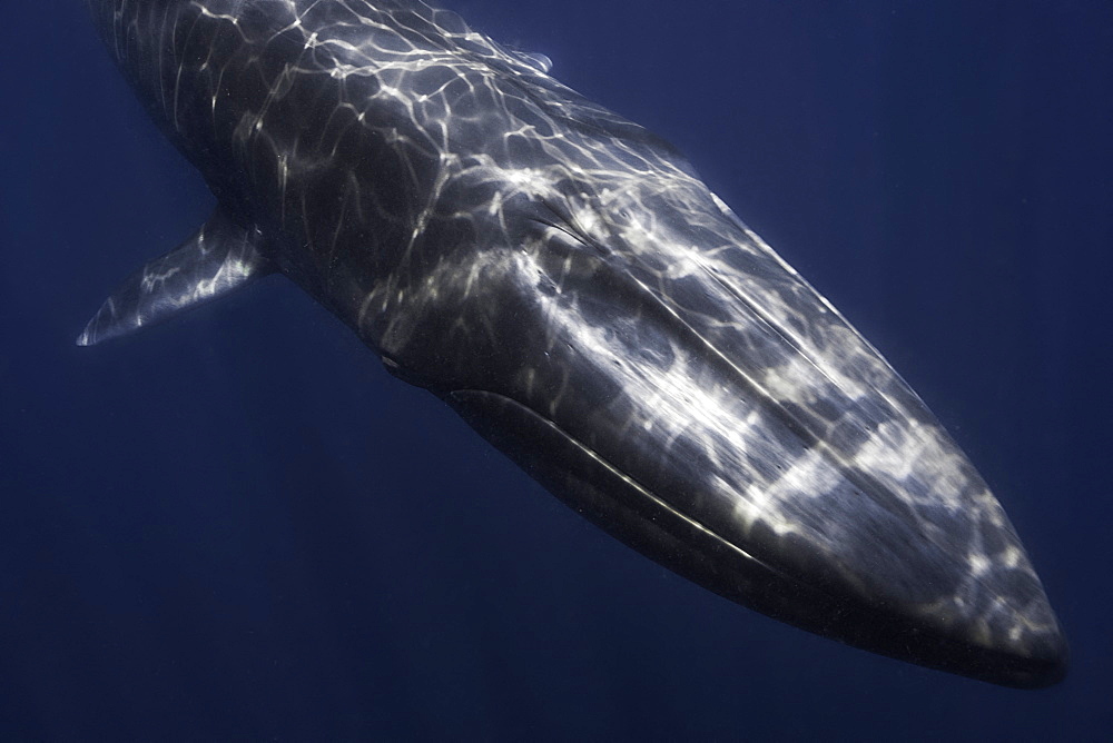 Omura's whale (Balaenoptera omurai) portrait, Nosy Be, Madagascarlast identified species of fin whale