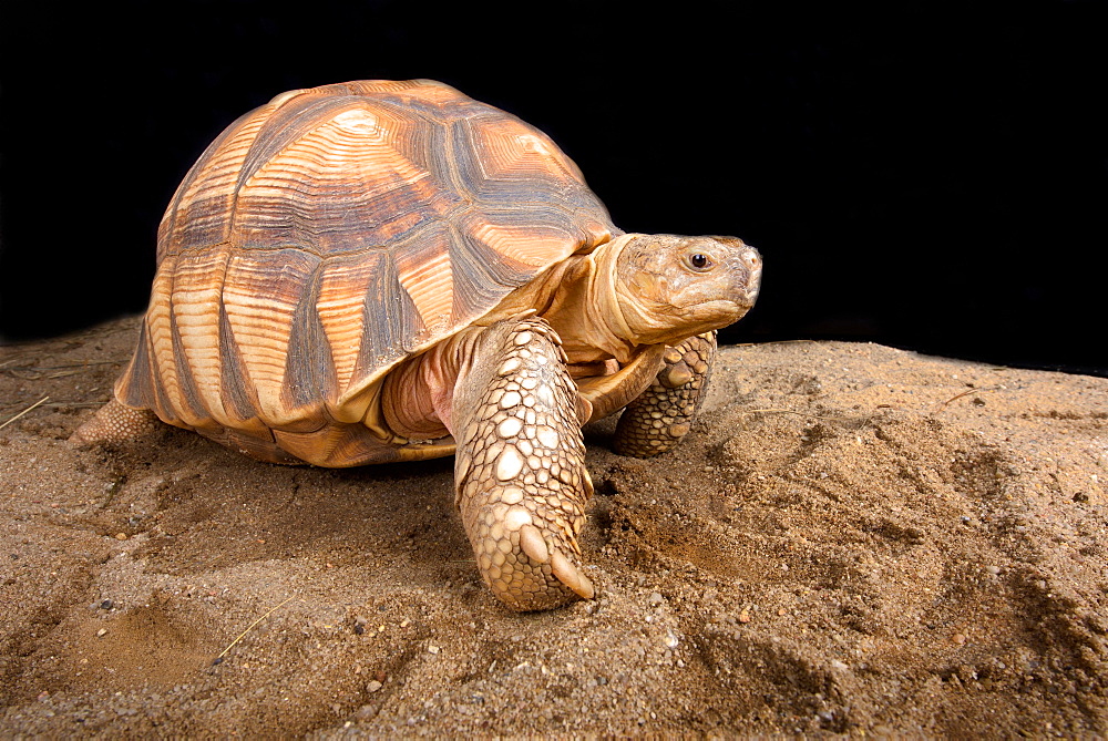 Angonoka tortoise (Astrochelys yniphora)