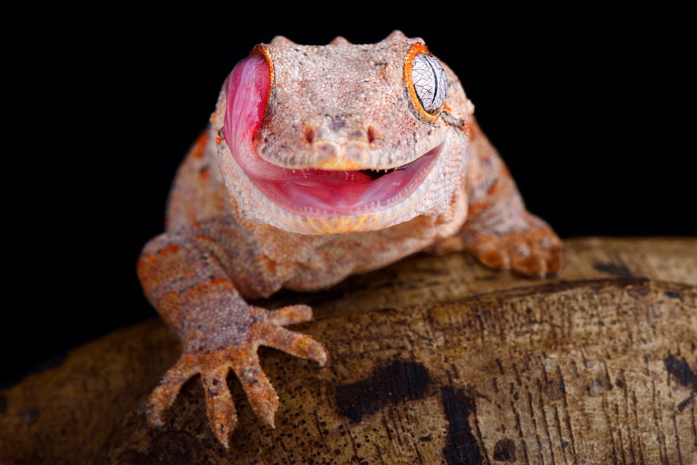 The Gargoyle gecko (Rhacodactylus auriculatus) is a medium sized, endangered, gecko species endemic to New Caledonia.