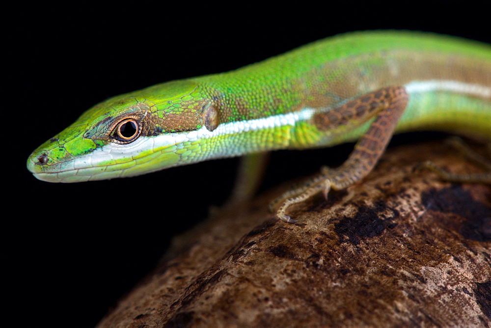 Emerald grass lizard (Takydromus smaragdinus)