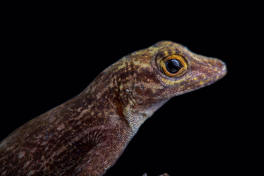 Bark anole (Ctenonotus distichus distichus )