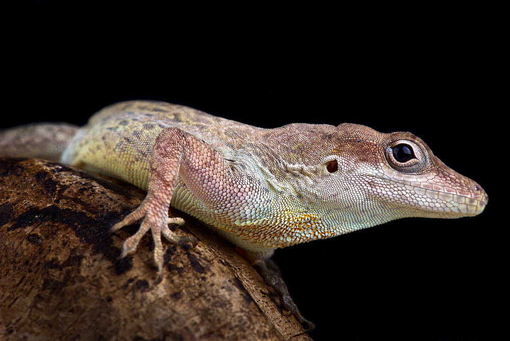 Anguilla bank anole (Ctenonotus gingivinus)