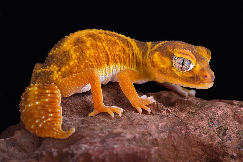 Western Smooth Knob-tailed Gecko (Nephrurus levis occidentalis)