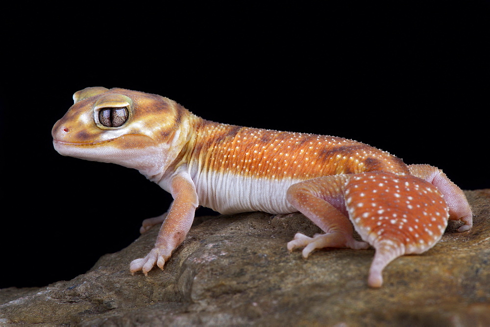 Western Smooth Knob-tailed Gecko (Nephrurus levis occidentalis)