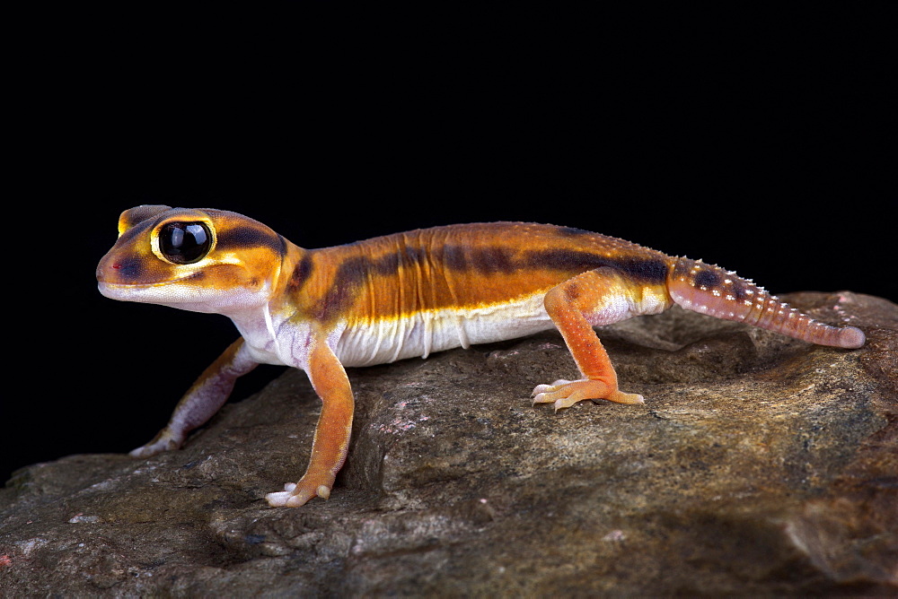 Smooth knob-tailed gecko (Nephrurus laevissimus)