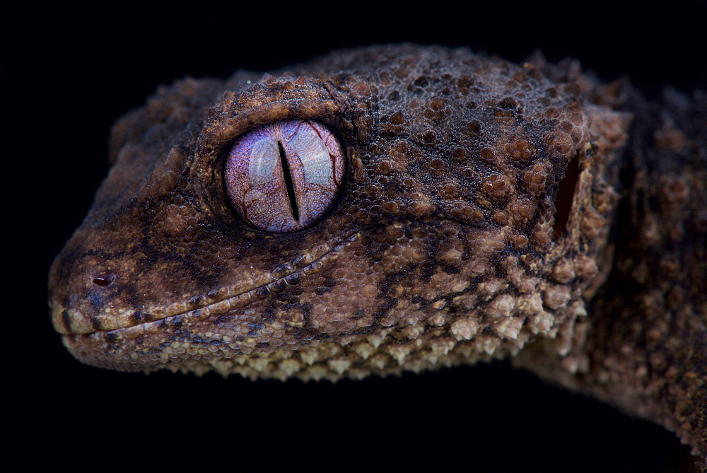 Spiny knob-tailed gecko (Nephrurus asper)