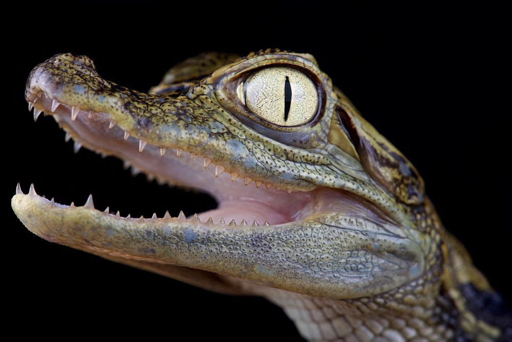 Chiapasius spectacled caiman (Caiman crocodilus chiapasius)