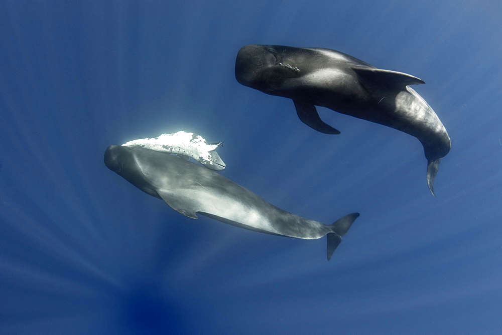 Pilot whale (Globicephala macrorhynchus). A dead neonate carried by an adult, probably his mother. Tenerife, Canary Islands.