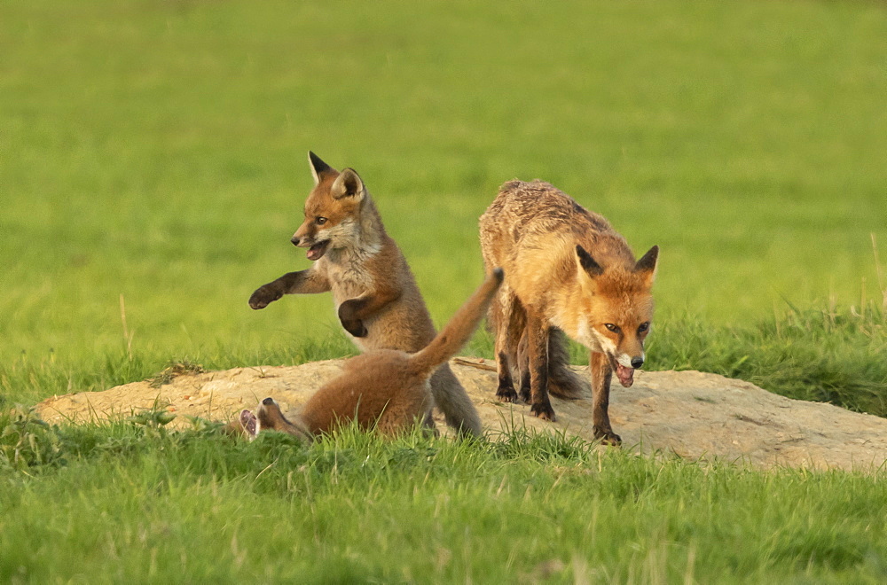 Red fox (Vulpes vulpes) vixen and playing cubs, England