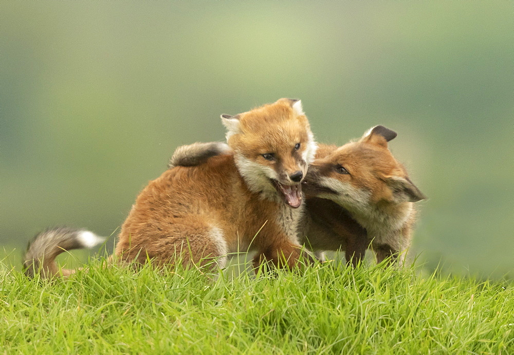 Red fox (Vulpes vulpes) cub fighting, England