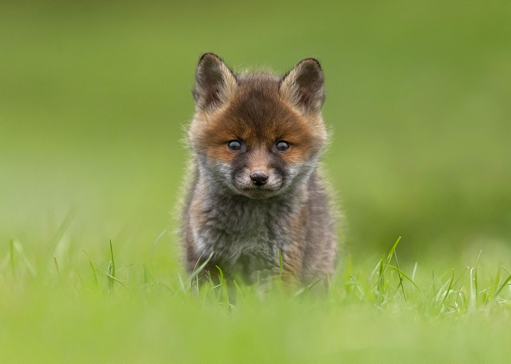 Red fox (Vulpes vulpes) cub standing in a meadow, England