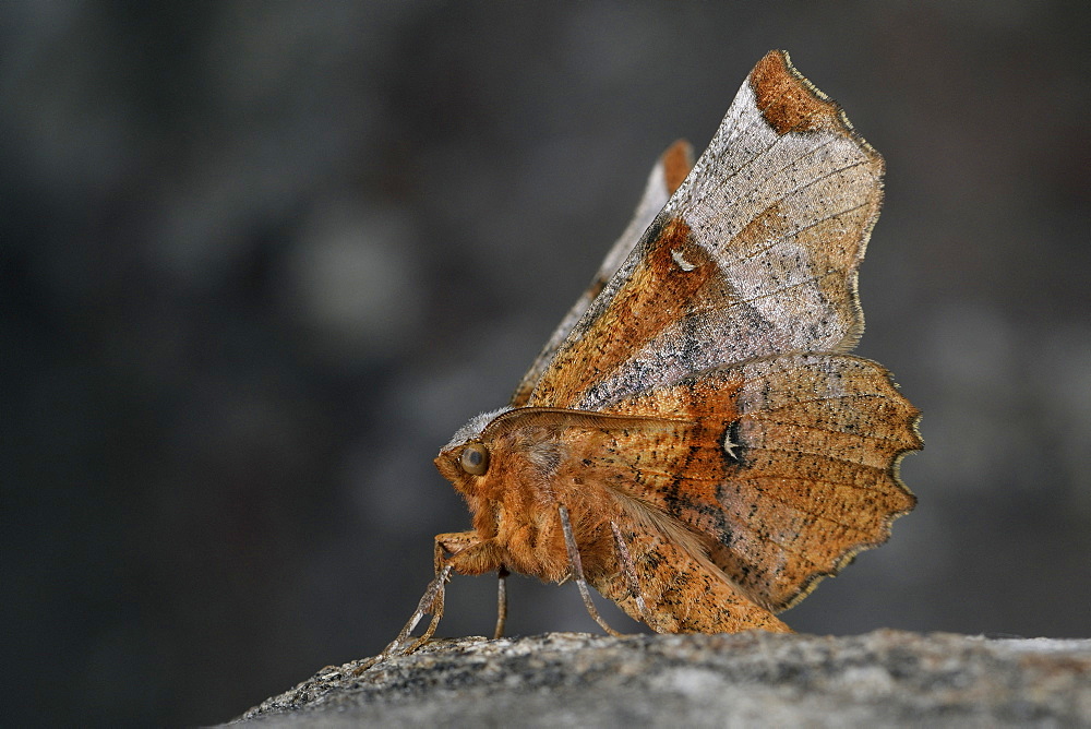 Lunar Thorn (Selenia lunularia), Imago, Wooded areas, beech, limes, Côtes d'Armor, Brittany, France