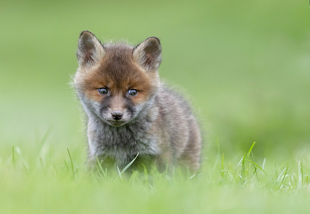 Red fox (Vulpes vulpes) standing in a meadow, Engalnd