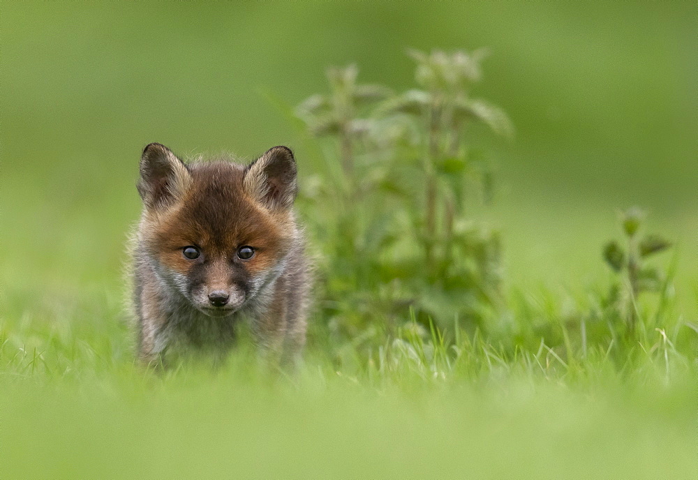 Red fox (Vulpes vulpes) cub standing in a meadow, England