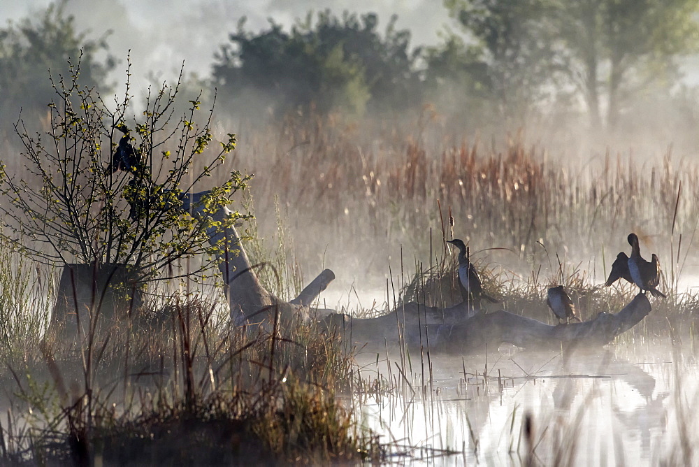 Great Cormorant (Phalacrocorax carbo) on a tree at dawn in the mist in the spring, Pond Zone Plan de La Garde, Var, France