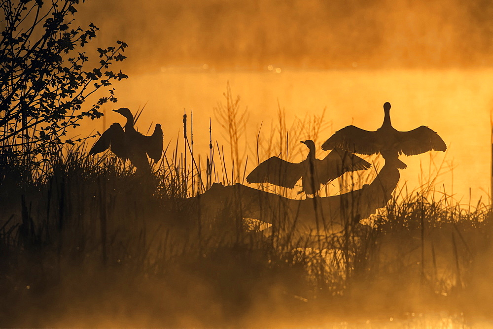 Great Cormorant (Phalacrocorax carbo) on a tree at dawn in the mist in the spring, Pond Zone Plan de La Garde, Var, France