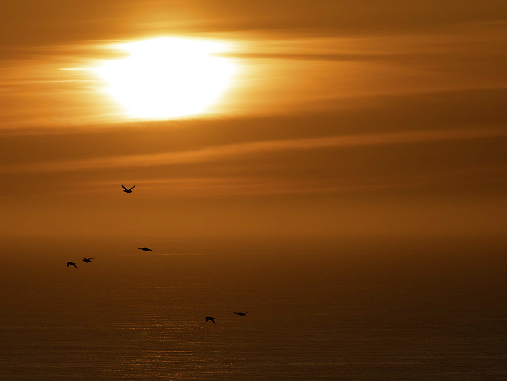 Group of Razorbills (Alca torda) fly over the sea at sunrise off the coast of Flamborough, UK.