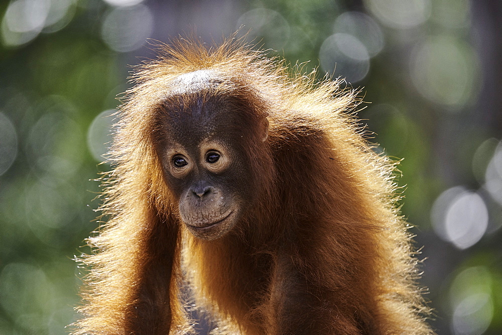 Borneo Orangutan (Pongo pygmaeus pygmaeus) portrait of young against the light, Tanjung Puting National Park, Indonesia