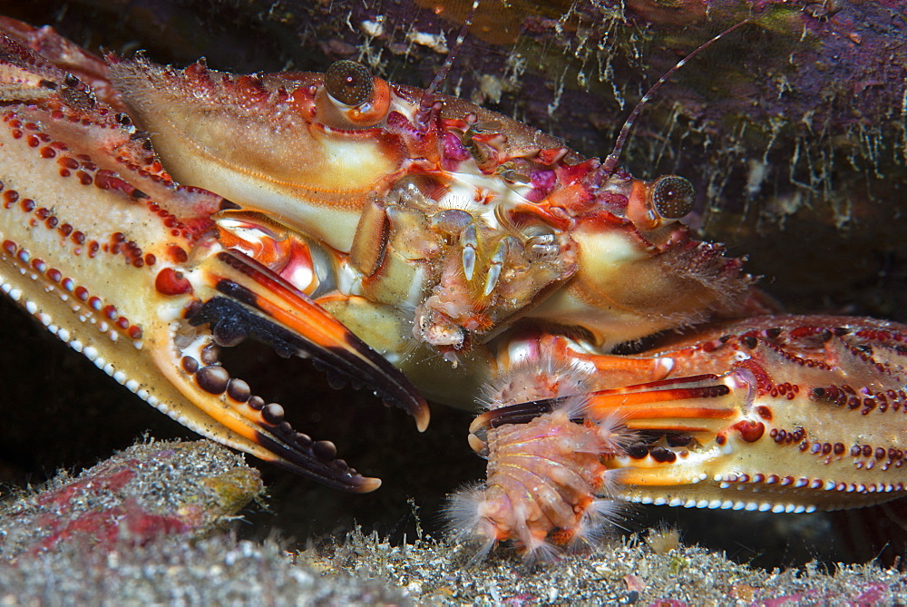 Swimming crab (Cronius ruber). Newly cited species in the Canary Islands (2015). Due to its large number of observations it is considered invasive. Marine invertebrates of the Canary Islands, Tenerife.