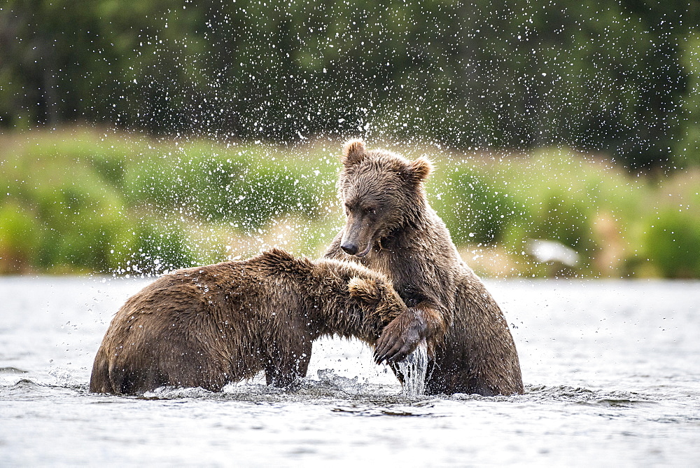 Grizzly bear (Ursus arctos horribilis) two subadults play-fighting in river, Brooks River, Katmai National Park, Alaska, USA