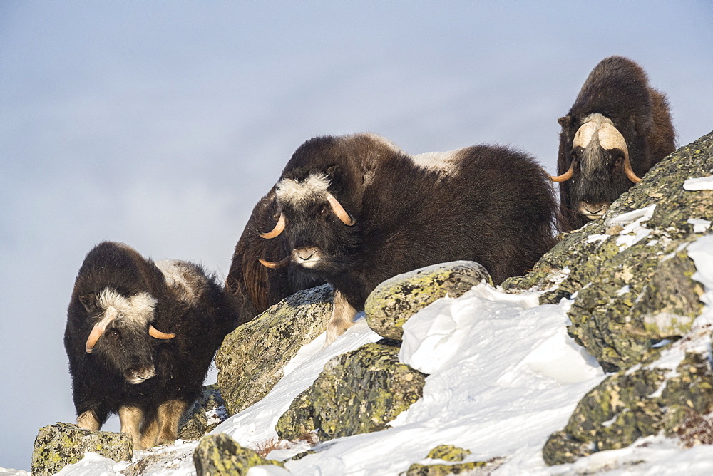 Musk Ox (Ovibos moschatus), group on mountain ridge, winter, Dovrefjell-Sunndalsfjella-Nationalpark, Norway