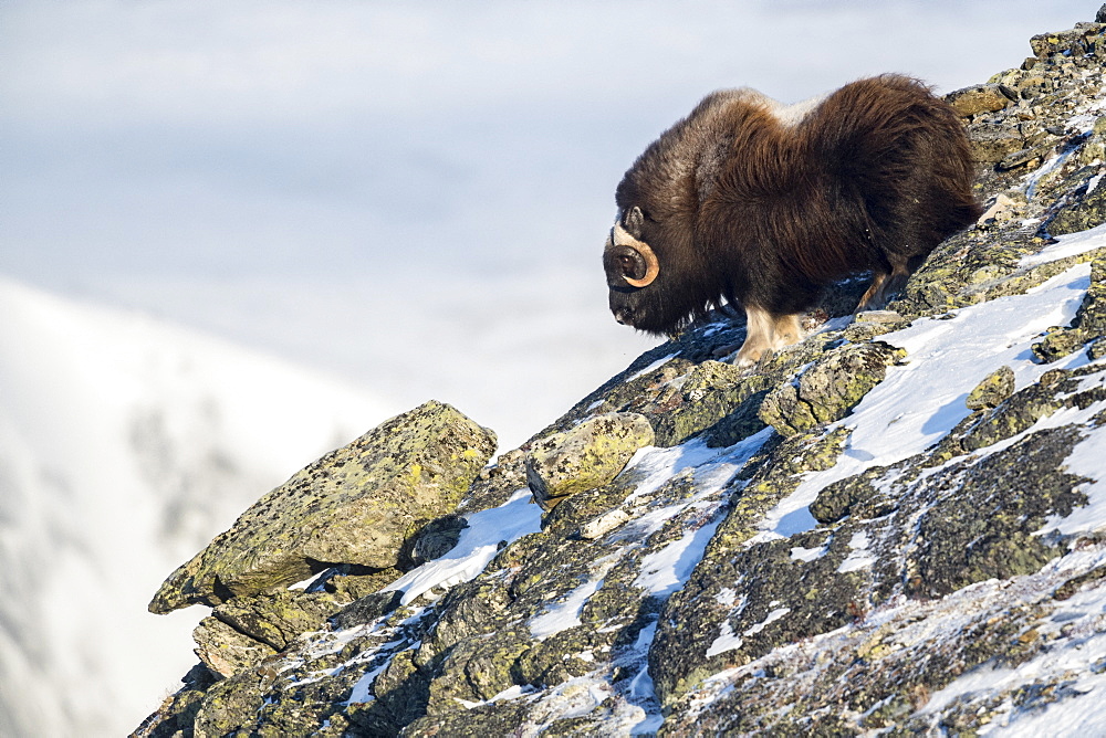 Musk Ox (Ovibos moschatus), bull in mountains, winter, Dovrefjell-Sunndalsfjella-Nationalpark, Norway