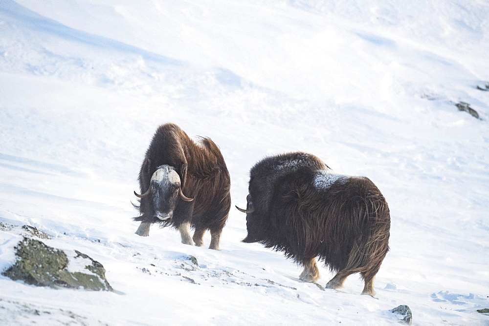 Musk Ox (Ovibos moschatus), two bulls, winter, Dovrefjell-Sunndalsfjella-Nationalpark, Norway