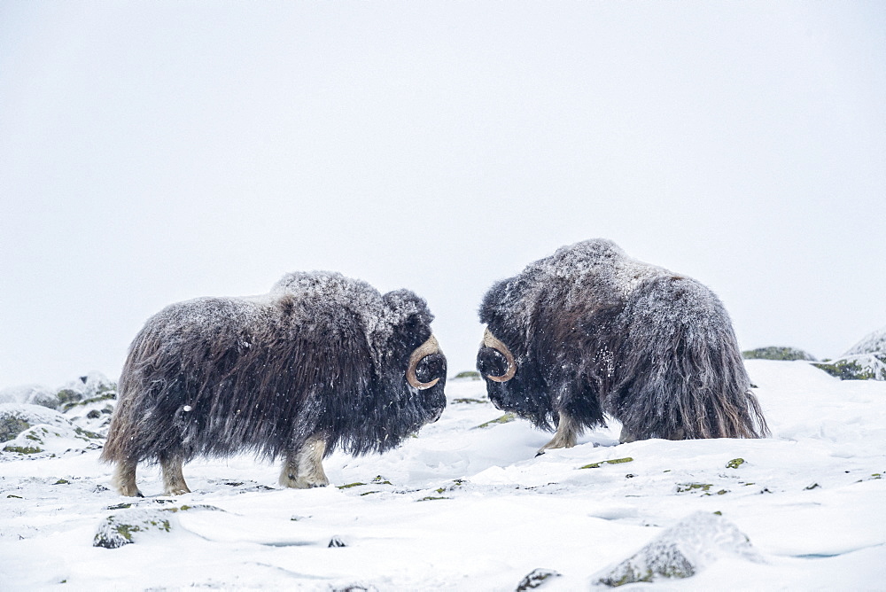 Musk Ox (Ovibos moschatus), two bulls in winter, Dovrefjell-Sunndalsfjella-Nationalpark, Norway