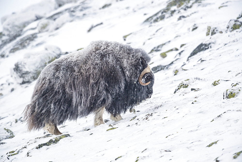 Musk Ox (Ovibos moschatus), bull in winter, Dovrefjell-Sunndalsfjella-Nationalpark, Norway