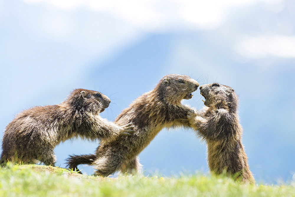 Alpine marmot ( Marmota marmota), three subadult play fighting, National Park Hohe Tauern, Austria