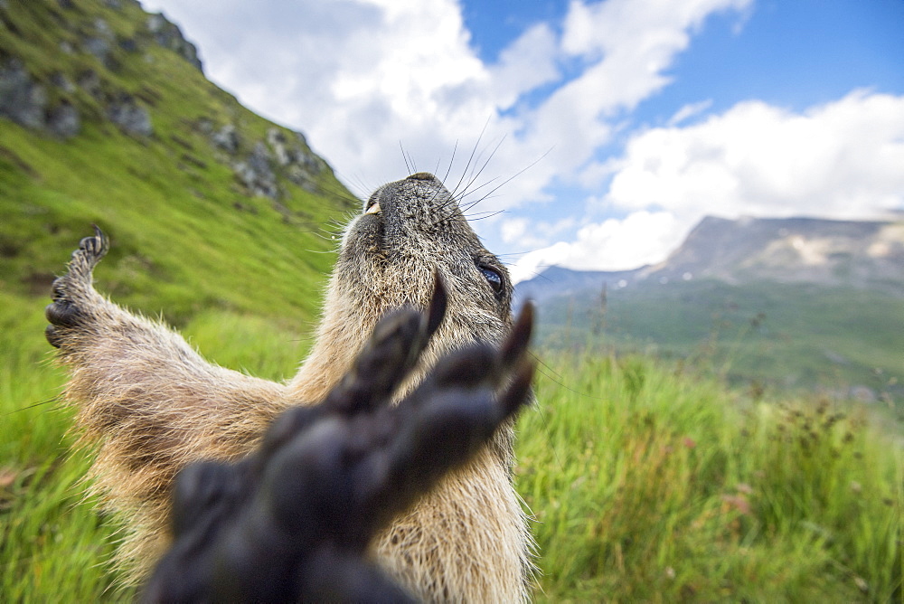 Alpine marmot ( Marmota marmota), with spreaded arms, National Park Hohe Tauern, Austria