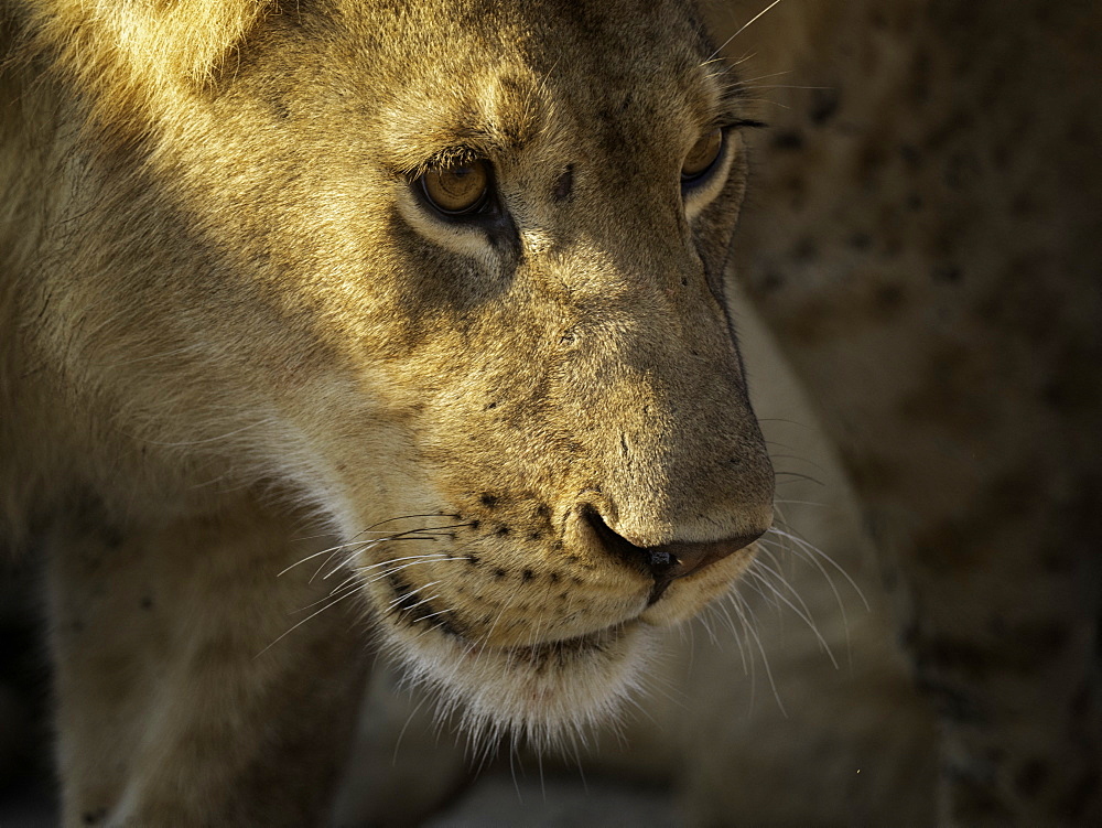 A Lioness (Panthera leao) in the early morning sun in Hwange National Park, Zimbabwe.