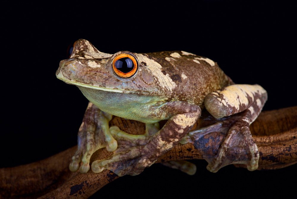 Giant Gladiator Treefrog (Hypsiboas boans)