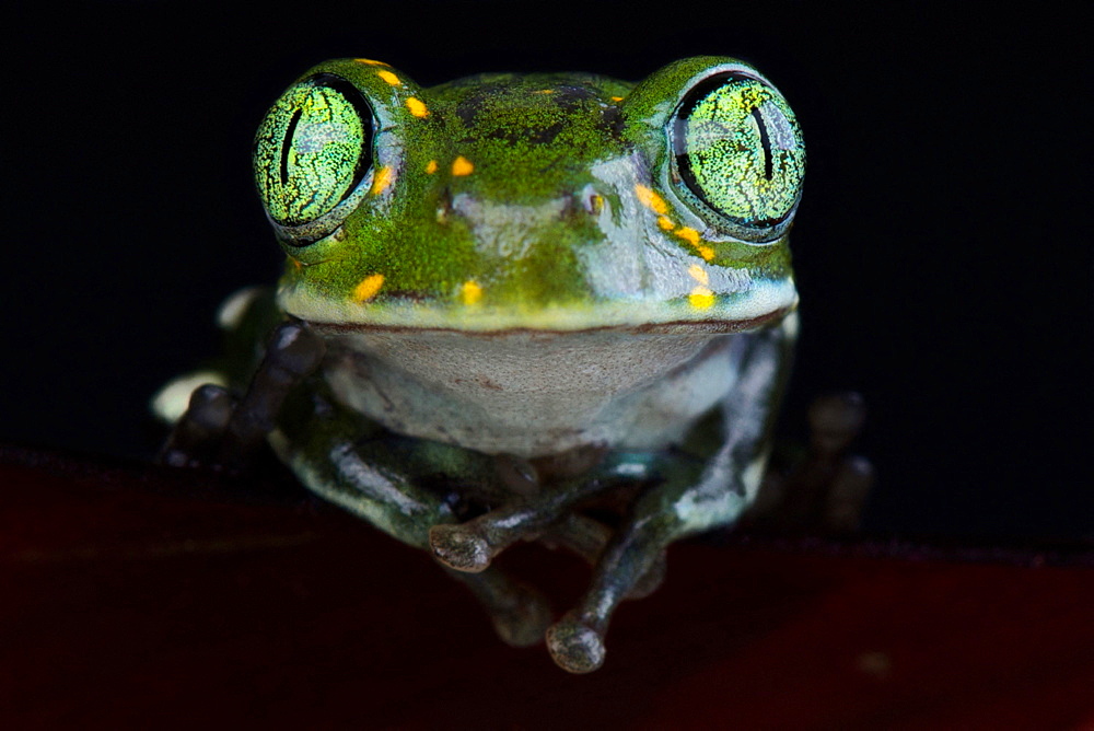 Amani forest treefrog (Leptopelis vermiculatus)